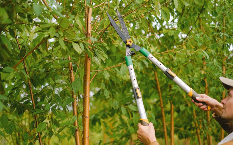 Tree trimming in Tiffin, IA