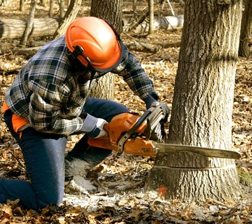 Tree Removal in Tiffin, IA